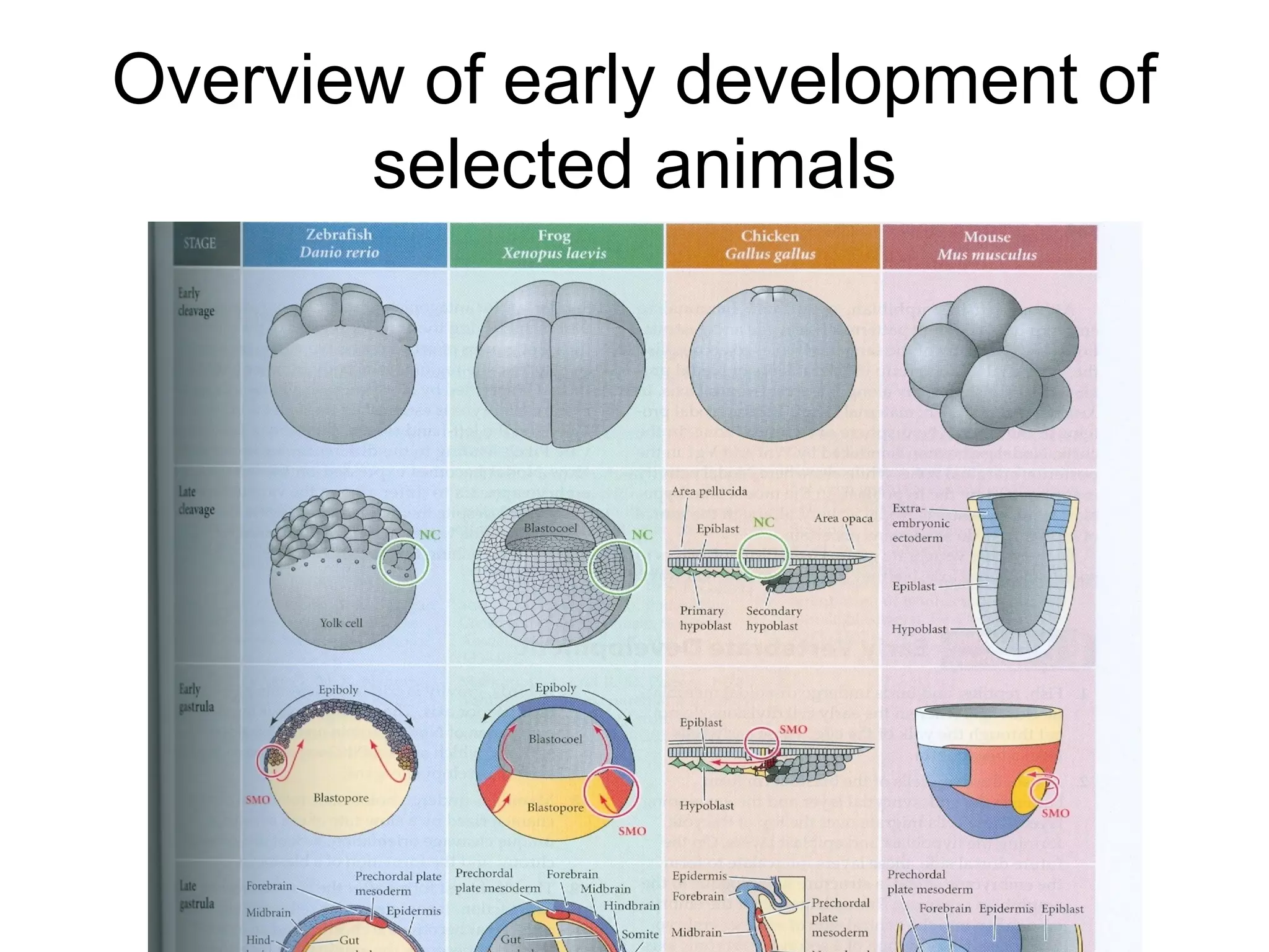 Overview of early development of
       selected animals
 