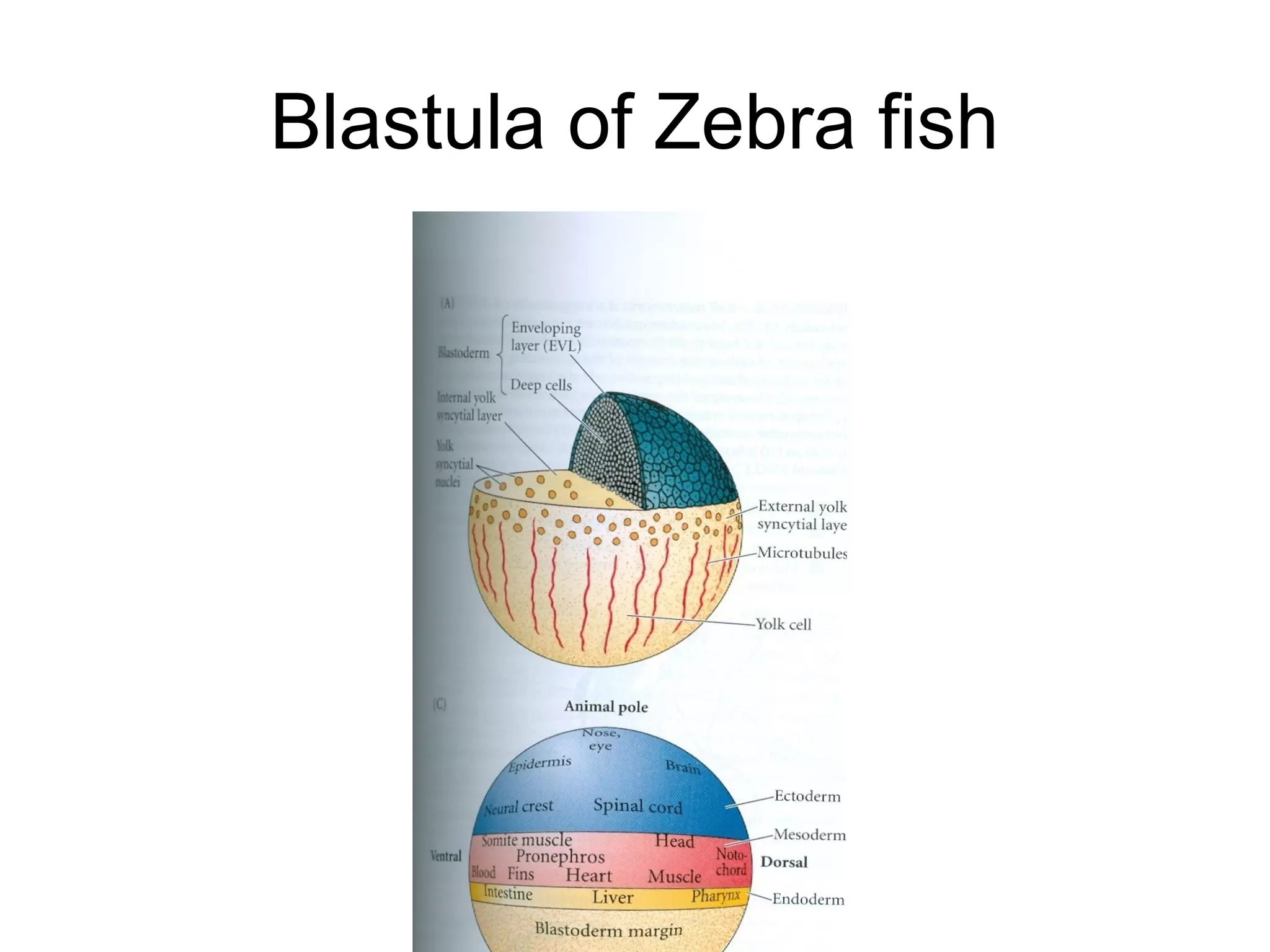 Blastula of Zebra fish
 