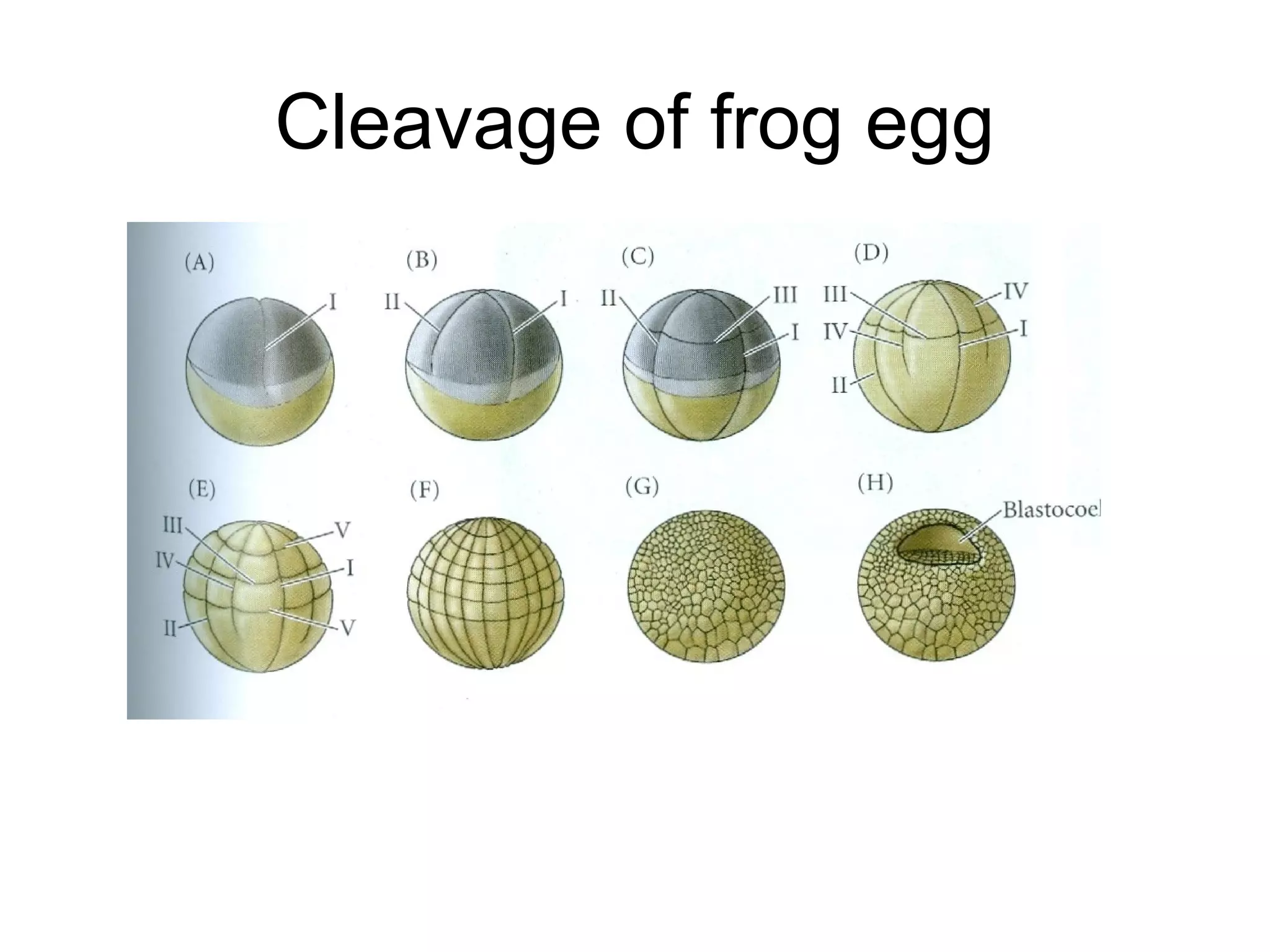 Cleavage of frog egg
 