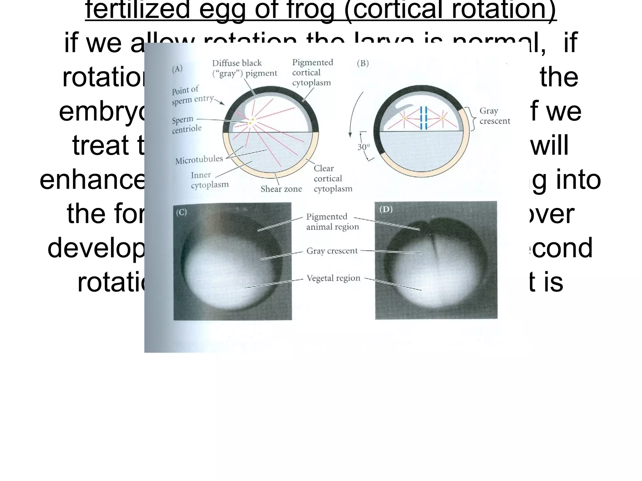 fertilized egg of frog (cortical rotation)
  if we allow rotation the larva is normal, if
  rotation is inhibited with UVirradiation the
  embryo is featureless and vetralized if we
   treat the embryo with heavy water it will
enhance microtubule formation resulting into
  the formation of cyclopean eye and over
 developed sucker and if we impose second
    rotation with centrifugation the result is
                  conjoined twin
 