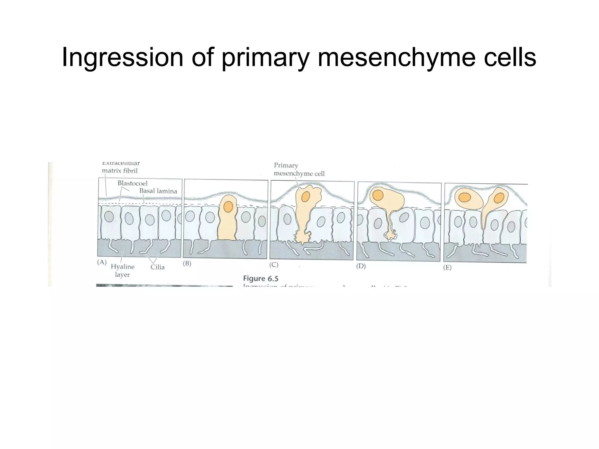 Ingression of primary mesenchyme cells
 