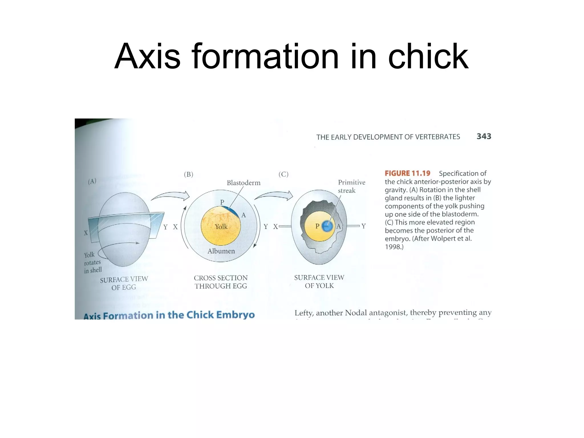 Axis formation in chick
 