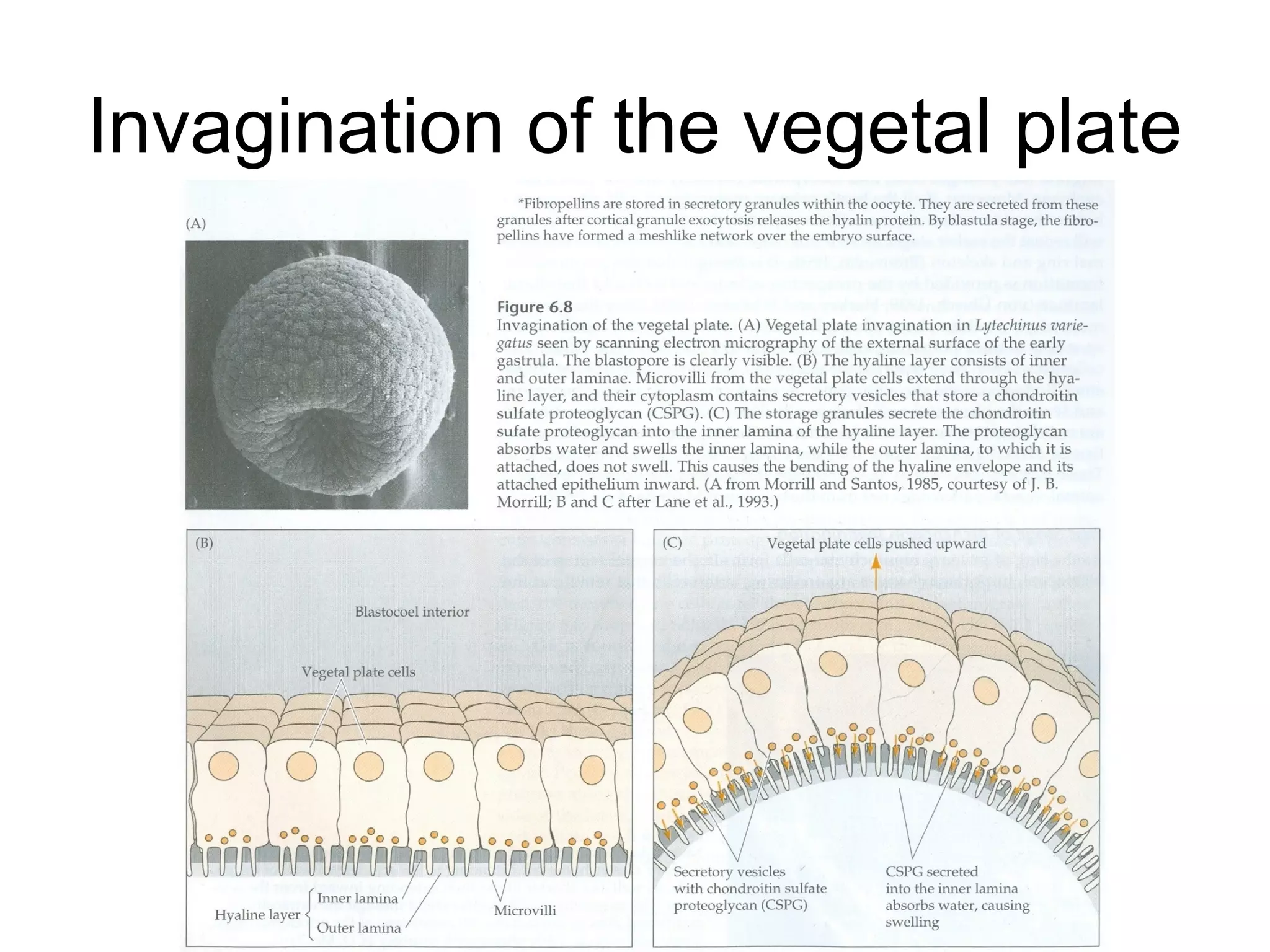 Invagination of the vegetal plate
 