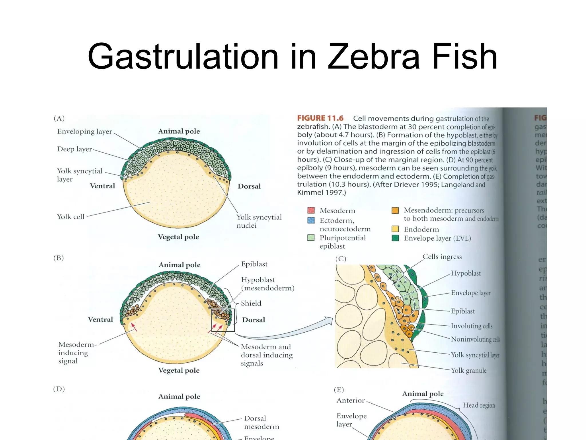 Gastrulation in Zebra Fish
 