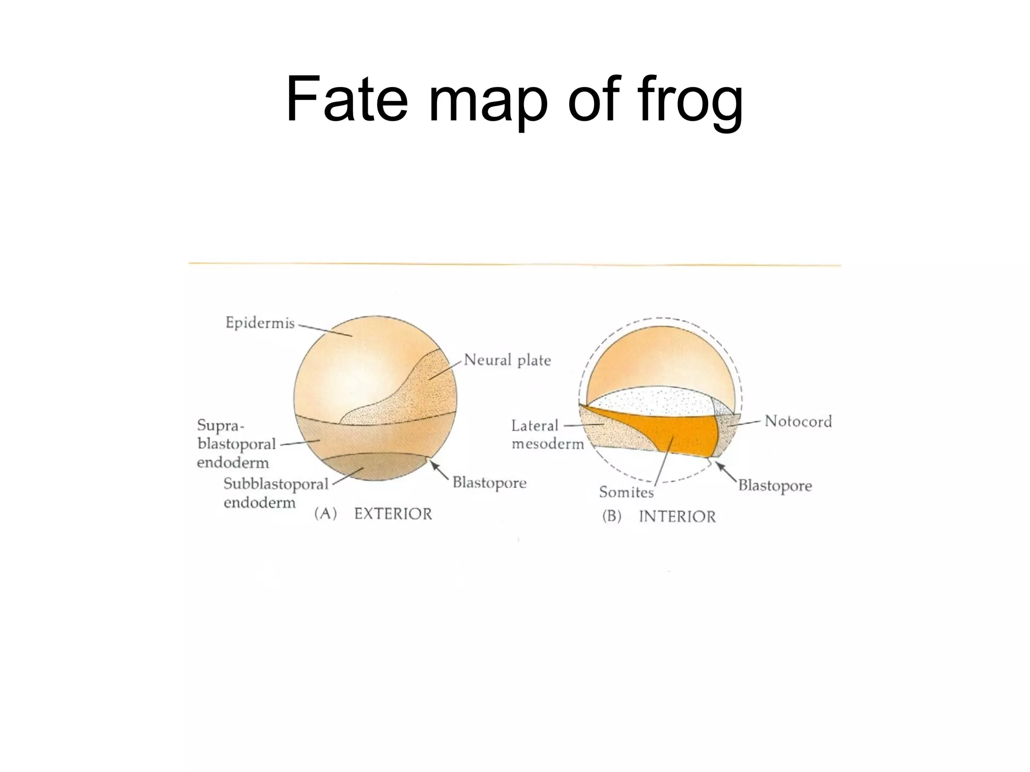Fate map of frog
 