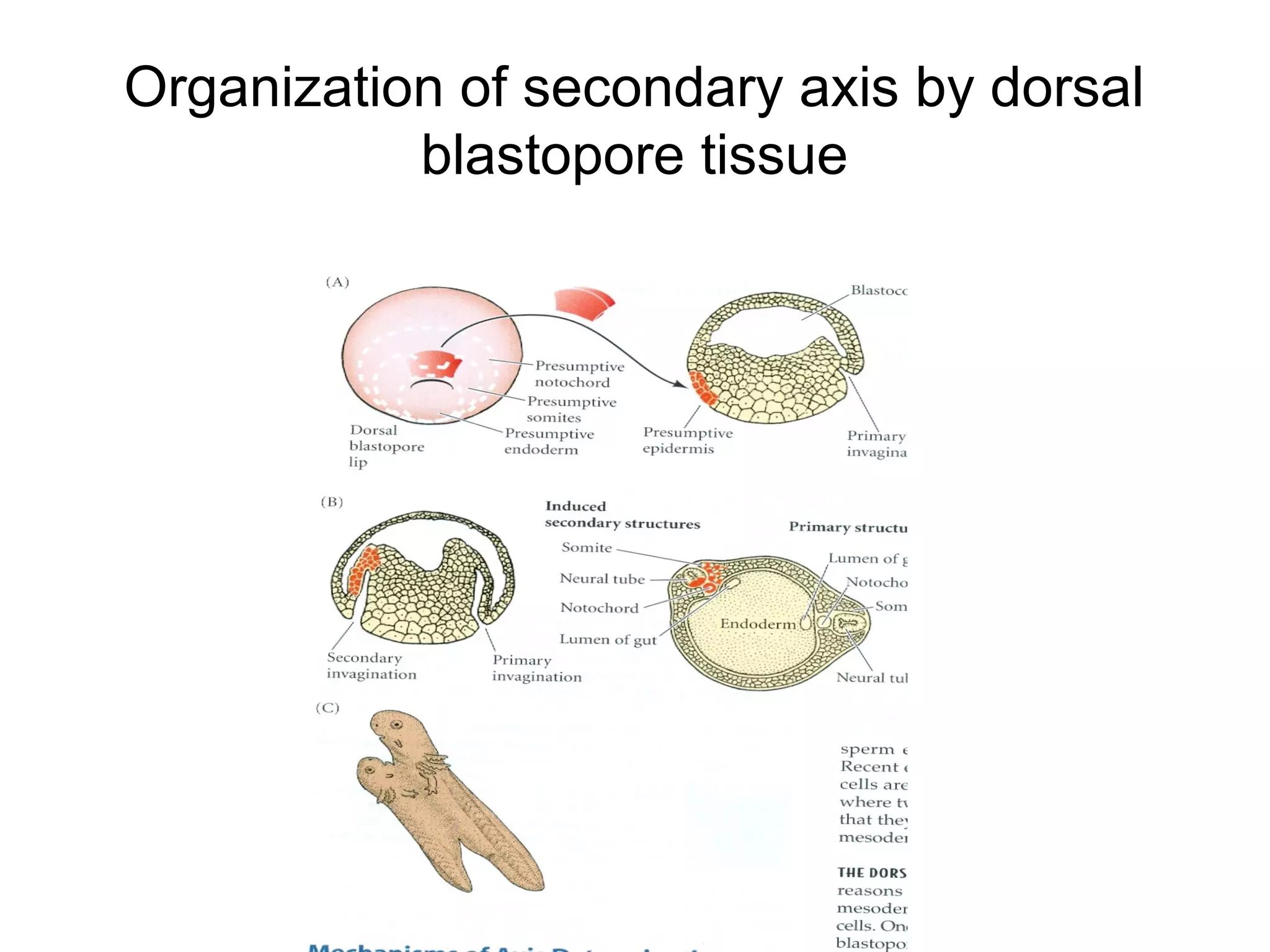 Organization of secondary axis by dorsal
           blastopore tissue
 