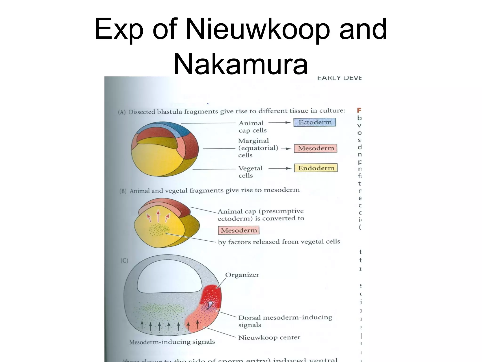 Exp of Nieuwkoop and
      Nakamura
 