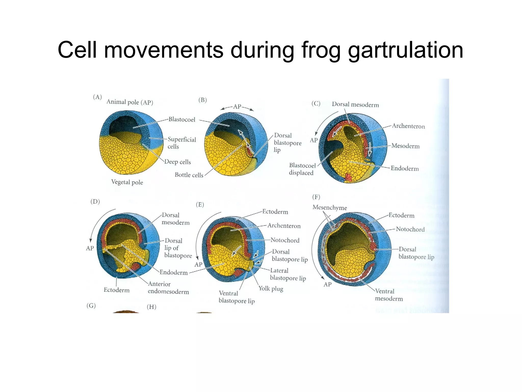 Cell movements during frog gartrulation
 