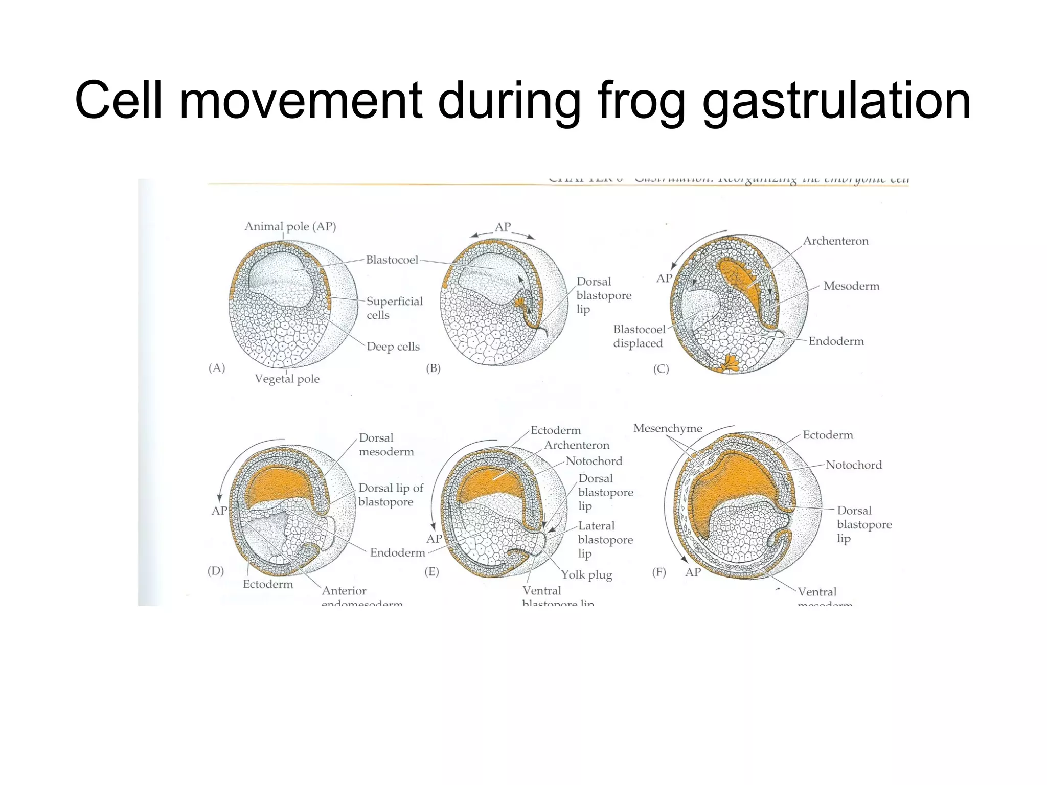 Cell movement during frog gastrulation
 