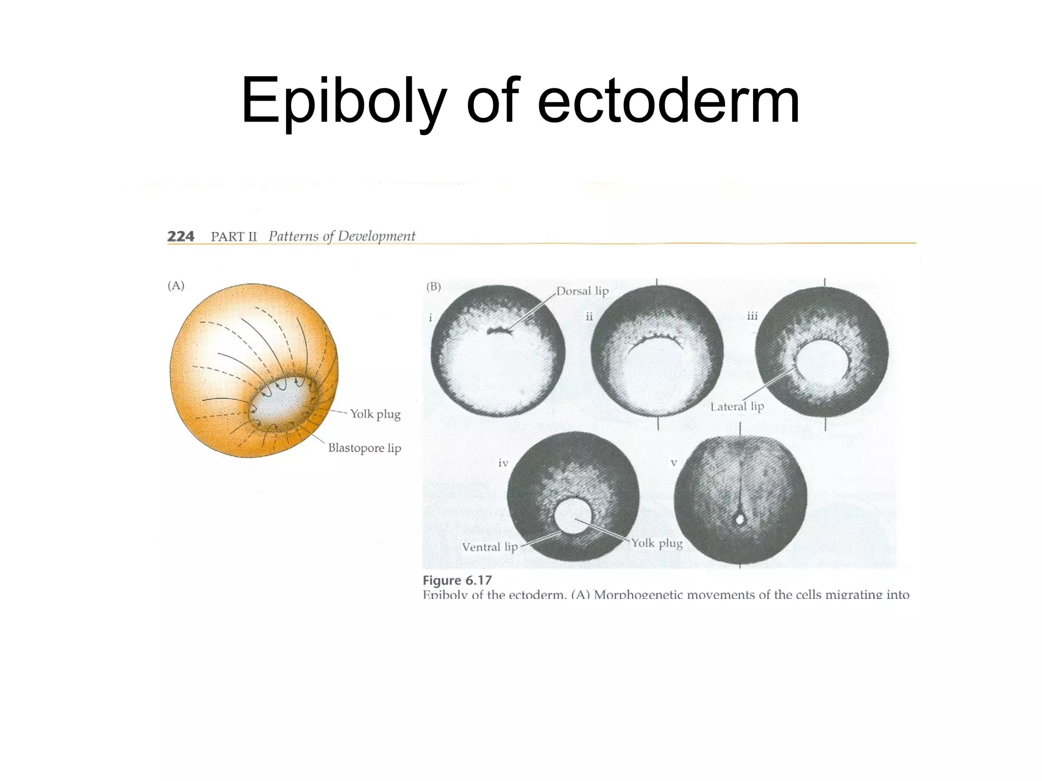 Epiboly of ectoderm
 