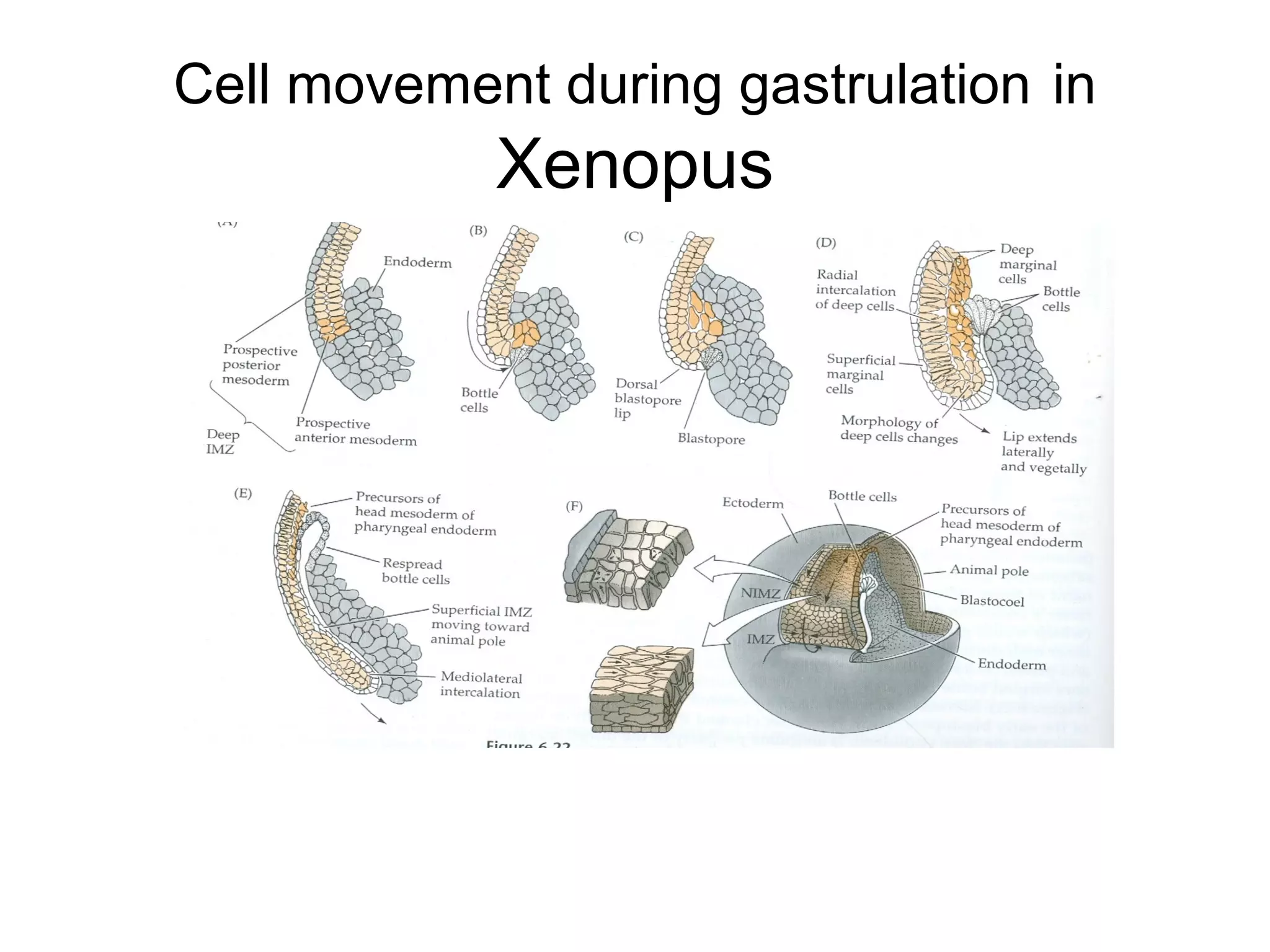 Cell movement during gastrulation in
            Xenopus
 