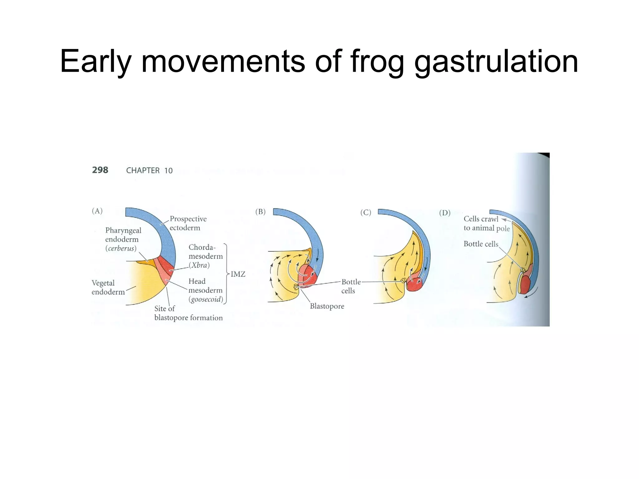Early movements of frog gastrulation
 