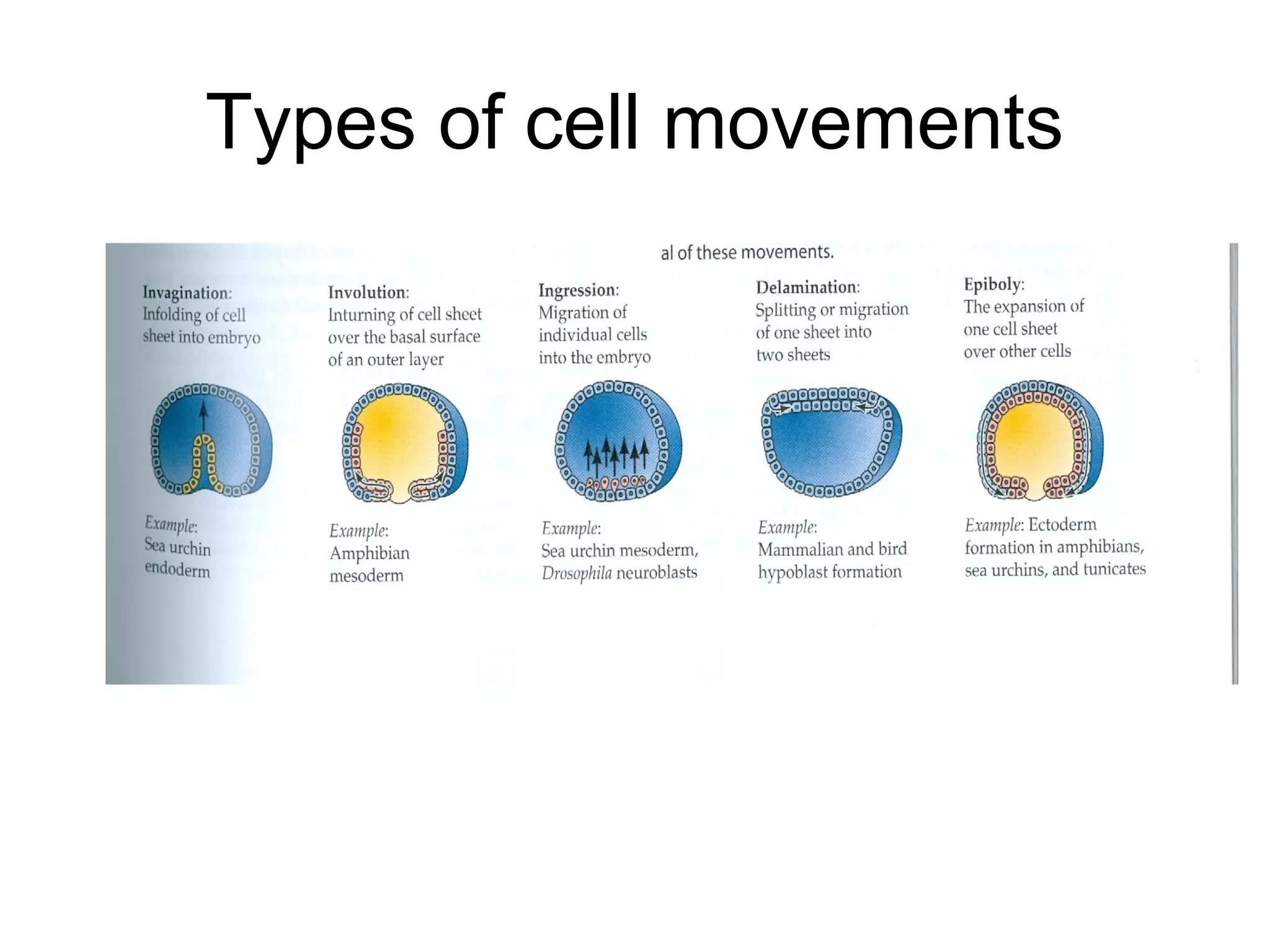 Types of cell movements
 