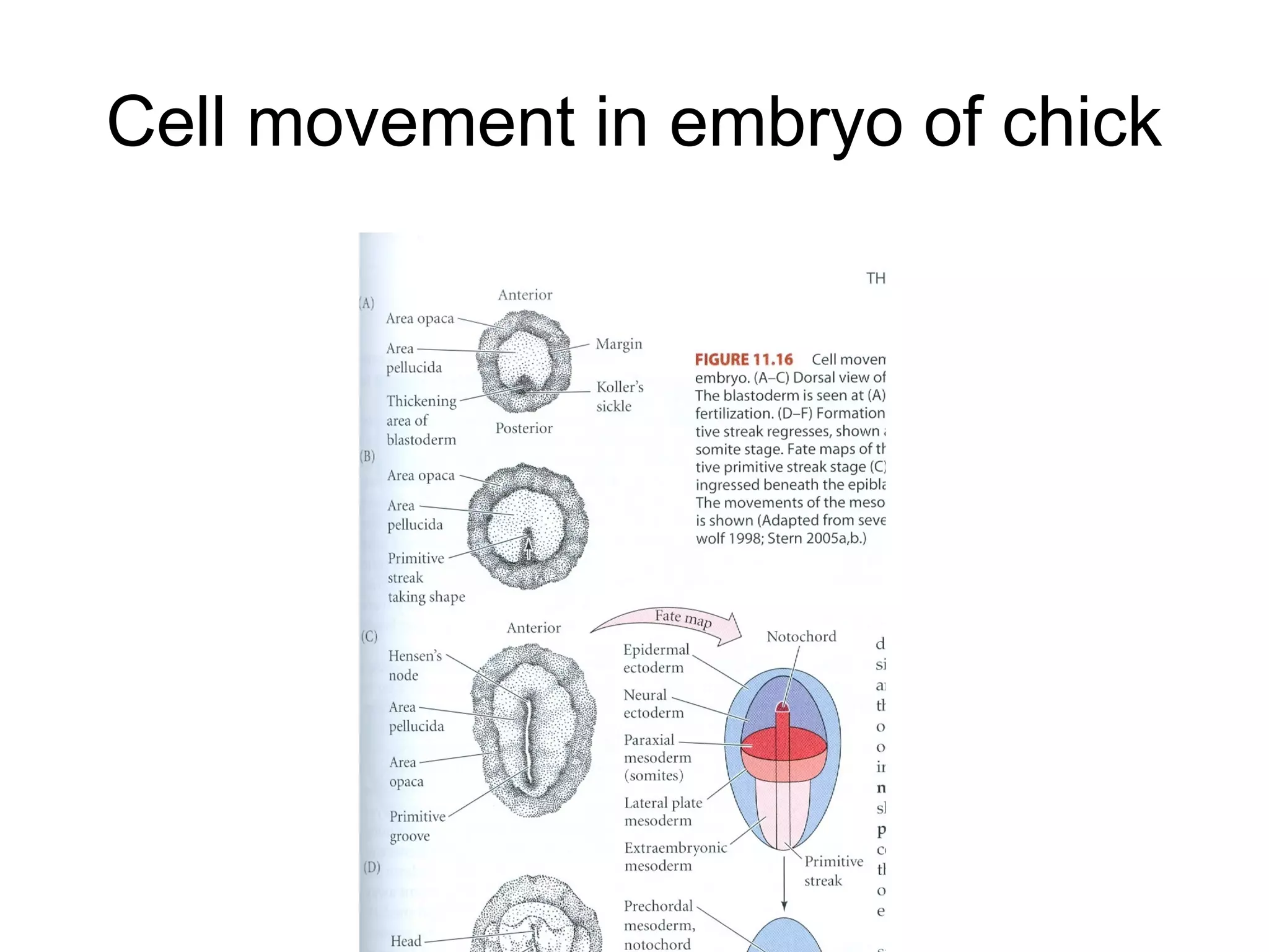 Cell movement in embryo of chick
 