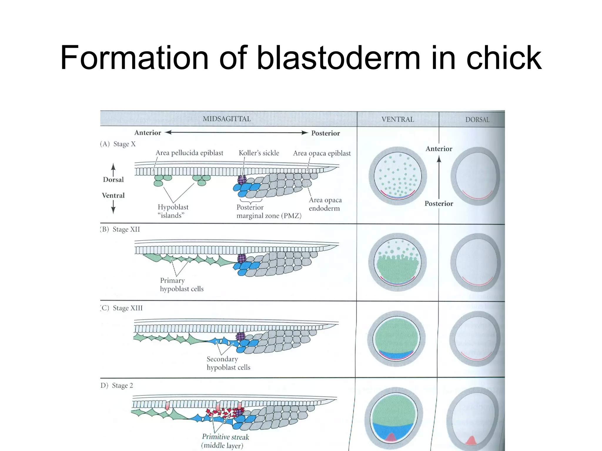 Formation of blastoderm in chick
 