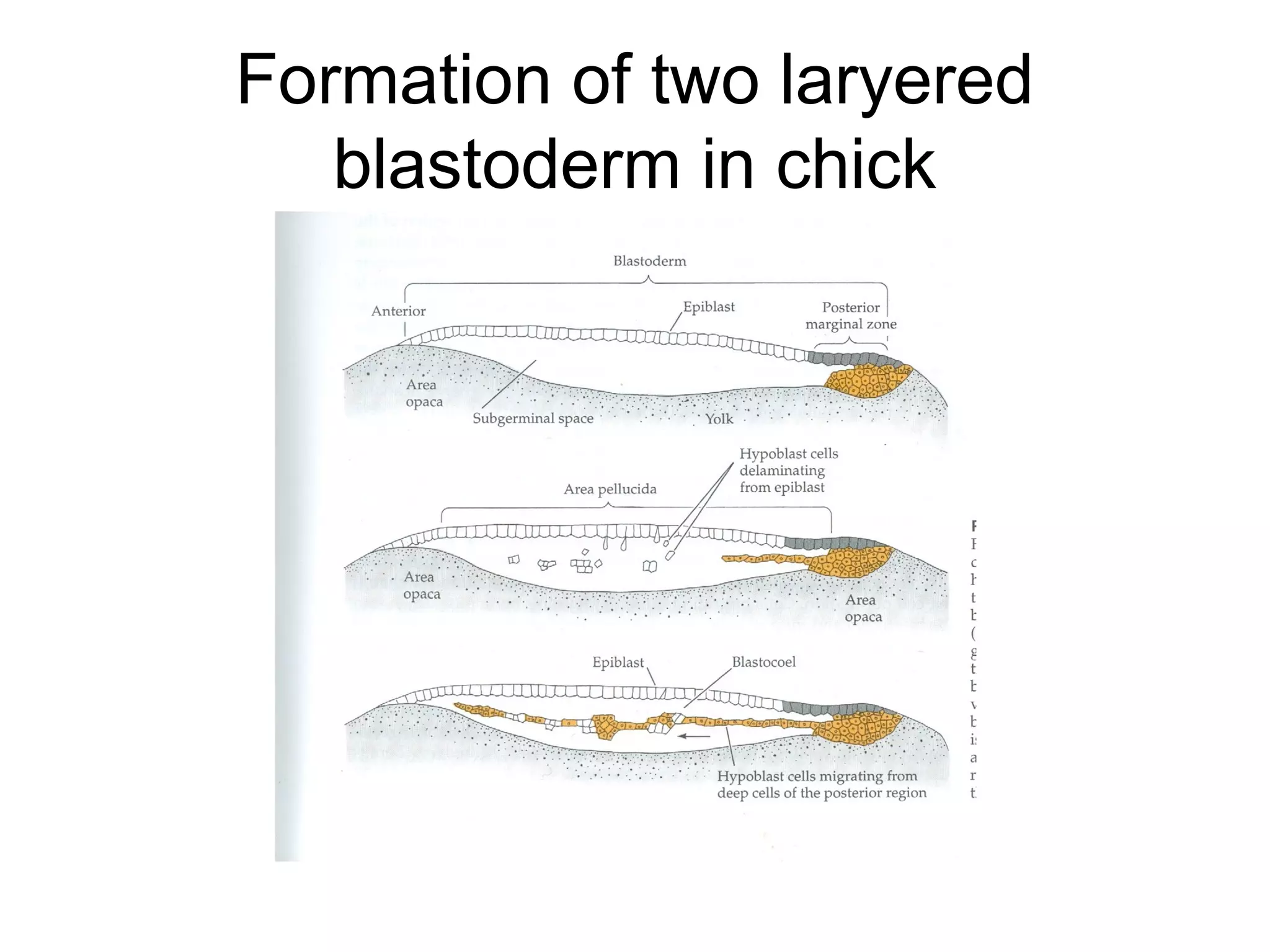 Formation of two laryered
   blastoderm in chick
 