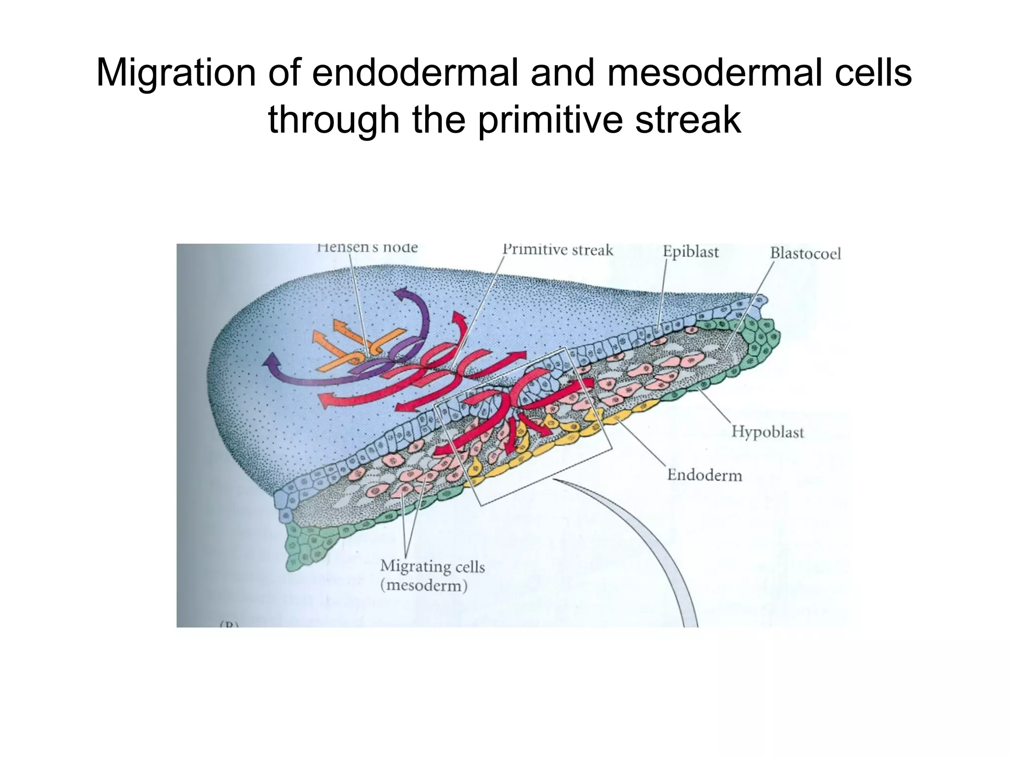 Migration of endodermal and mesodermal cells
          through the primitive streak
 