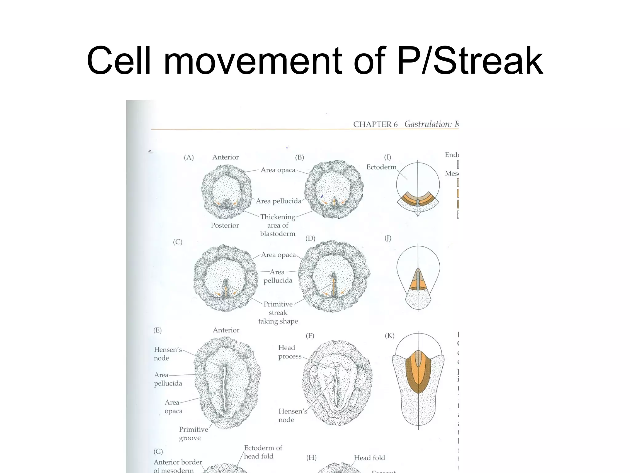 Cell movement of P/Streak
 