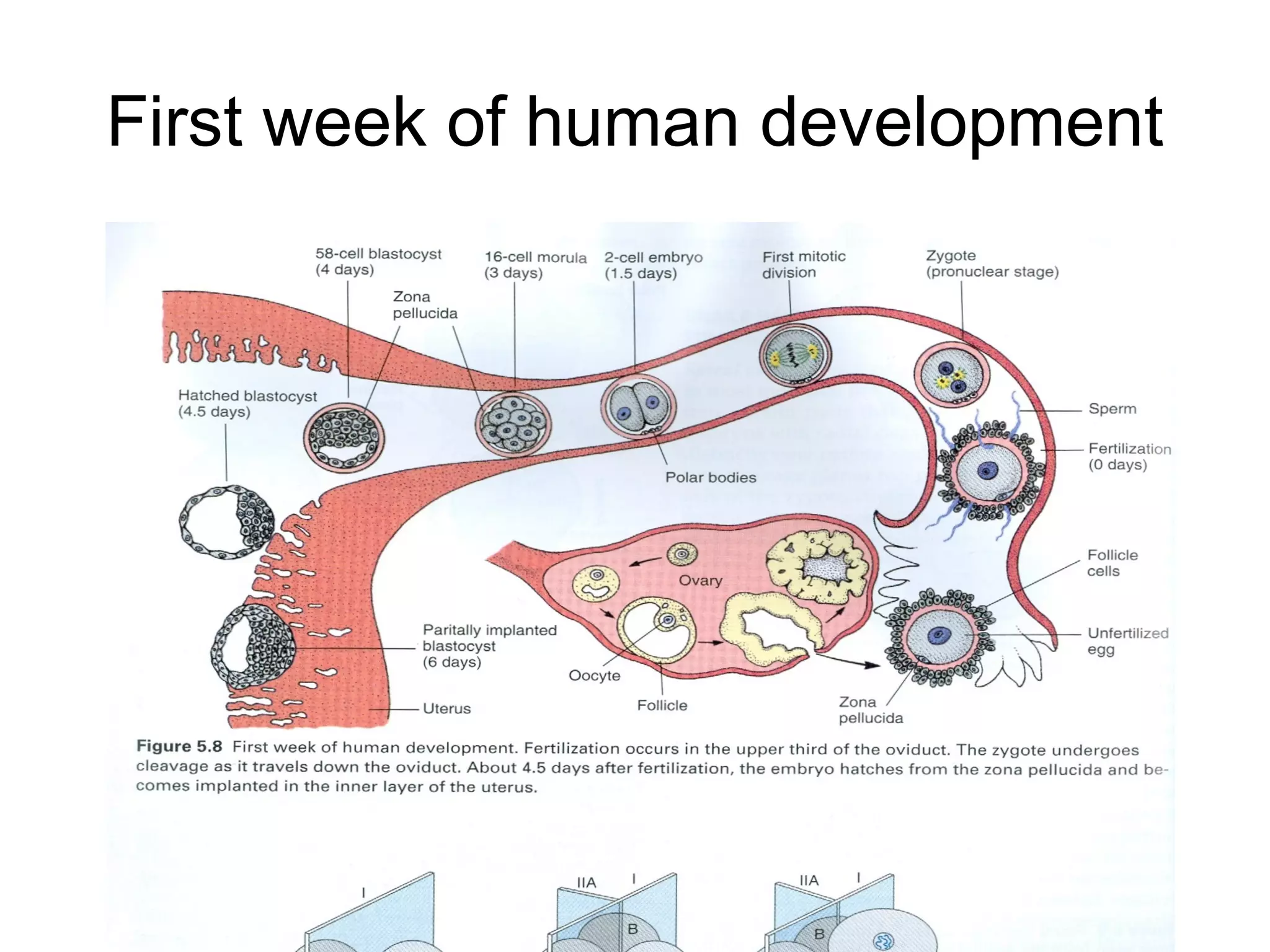 First week of human development
 