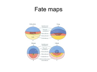 Fate maps
 