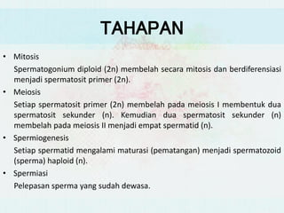 • Mitosis
Spermatogonium diploid (2n) membelah secara mitosis dan berdiferensiasi
menjadi spermatosit primer (2n).
• Meiosis
Setiap spermatosit primer (2n) membelah pada meiosis I membentuk dua
spermatosit sekunder (n). Kemudian dua spermatosit sekunder (n)
membelah pada meiosis II menjadi empat spermatid (n).
• Spermiogenesis
Setiap spermatid mengalami maturasi (pematangan) menjadi spermatozoid
(sperma) haploid (n).
• Spermiasi
Pelepasan sperma yang sudah dewasa.
TAHAPAN
 