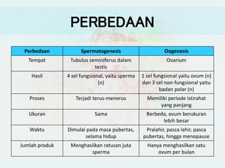 Perbedaan Spermatogenesis Oogenesis
Tempat Tubulus seminiferus dalam
testis
Ovarium
Hasil 4 sel fungsional, yaitu sperma
(n)
1 sel fungsional yaitu ovum (n)
dan 3 sel non-fungsional yaitu
badan polar (n)
Proses Terjadi terus-menerus Memiliki periode istirahat
yang panjang
Ukuran Sama Berbeda, ovum berukuran
lebih besar
Waktu Dimulai pada masa pubertas,
selama hidup
Pralahir, pasca lahir, pasca
pubertas, hingga menopause
Jumlah produk Menghasilkan ratusan juta
sperma
Hanya menghasilkan satu
ovum per bulan
PERBEDAAN
 