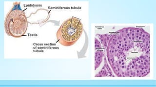 Spermatogenesis | PPT