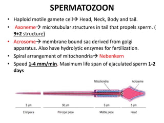 SPERMATOZOON
• Haploid motile gamete cell Head, Neck, Body and tail.
• Axoneme microtubular structures in tail that propels sperm. (
9+2 structure)
• Acrosome membrane bound sac derived from golgi
apparatus. Also have hydrolytic enzymes for fertilization.
• Spiral arrangement of mitochondria Nebenkern
• Speed 1-4 mm/min. Maximum life span of ejaculated sperm 1-2
days
 