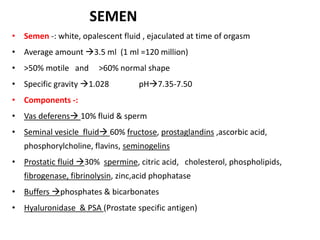 SEMEN
• Semen -: white, opalescent fluid , ejaculated at time of orgasm
• Average amount 3.5 ml (1 ml =120 million)
• >50% motile and >60% normal shape
• Specific gravity 1.028 pH7.35-7.50
• Components -:
• Vas deferens 10% fluid & sperm
• Seminal vesicle fluid 60% fructose, prostaglandins ,ascorbic acid,
phosphorylcholine, flavins, seminogelins
• Prostatic fluid 30% spermine, citric acid, cholesterol, phospholipids,
fibrogenase, fibrinolysin, zinc,acid phophatase
• Buffers phosphates & bicarbonates
• Hyaluronidase & PSA (Prostate specific antigen)
 