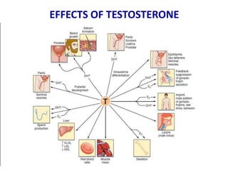 EFFECTS OF TESTOSTERONE
 