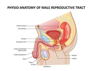 PHYSIO-ANATOMY OF MALE REPRODUCTIVE TRACT
 