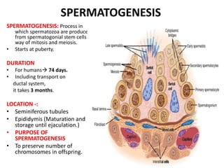 SPERMATOGENESIS
SPERMATOGENESIS: Process in
which spermatozoa are produced
from spermatogonial stem cells by
way of mitosis and meiosis.
• Starts at puberty.
DURATION
• For humans 74 days.
• Including transport on
ductal system,
it takes 3 months.
LOCATION -:
• Seminiferous tubules
• Epididymis (Maturation and
storage until ejaculation.)
• PURPOSE OF
SPERMATOGENESIS
• To preserve number of
chromosomes in offspring.
 