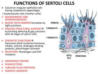FUNCTIONS OF SERTOLI CELLS
 Columnar irregular epithelial cells
having cytoplasmic appendages
( Sustentacular cells /mother cells)
 NOURISHMENT AND
SPERMATOGENESIS
 BLOOD TESTIS BARRIER formation by
tight junctions.
 PROVIDE STRUCTURAL SUPPORT
by forming adhering & gap junctions
with all stages of sperm cells.
 SYNTHETIC FUNCTIONS
Hormones (Anti mullerian hormone,
inhibin, activin) ,Androgen binding
proteins, plasminogen activator
 RECEPTORS androgen and FSH
receptors
 AROMATASE ENZYME
 PHAGOCYTOSIS
 TUBULAR FLUID SYNTHESIS
 OSMOTIC GRADIENT
 