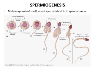 SPERMIOGENESIS
• Metamorphosis of small, round spermatid cell in to spermatozoon.
 