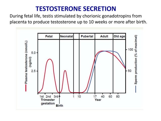 spermatogenesis-ppt