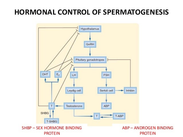 Flow Chart Of Spermatogenesis
