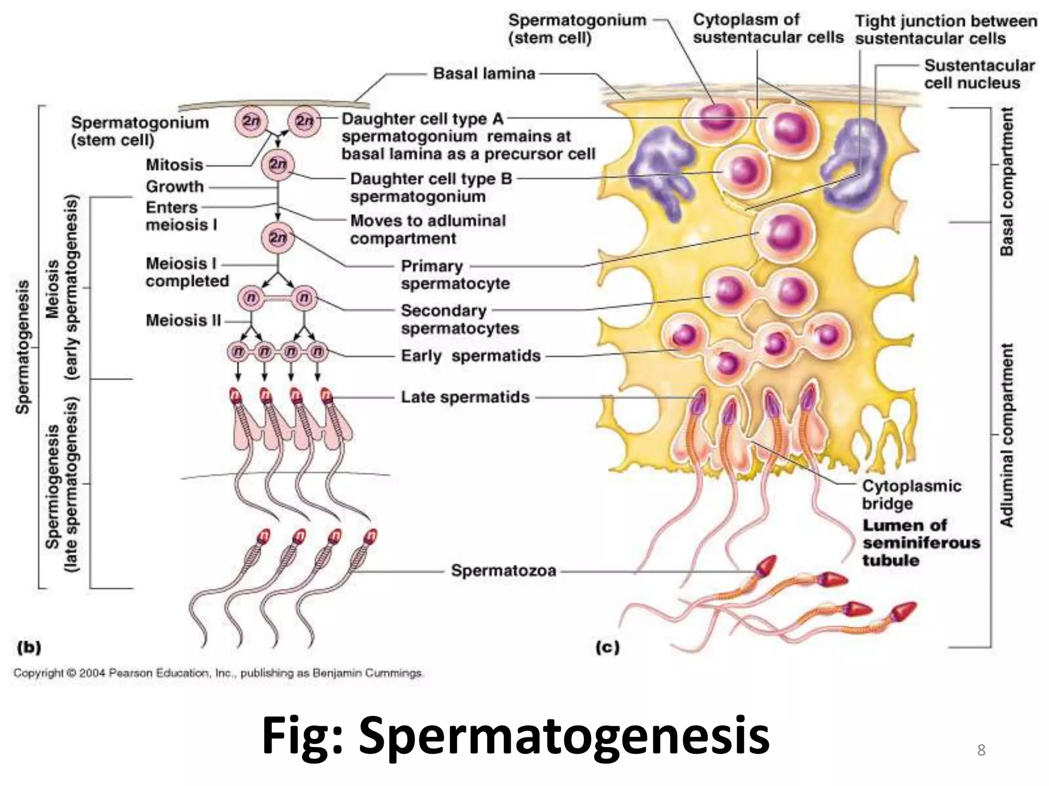 Hojatxonada pul uchun sikilgan