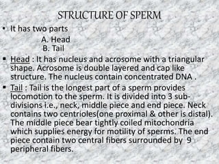 STRUCTURE OF SPERM
• It has two parts
A. Head
B. Tail
 Head : It has nucleus and acrosome with a triangular
shape. Acrosome is double layered and cap like
structure. The nucleus contain concentrated DNA .
 Tail : Tail is the longest part of a sperm provides
locomotion to the sperm. It is divided into 3 sub-
divisions i.e., neck, middle piece and end piece. Neck
contains two centrioles(one proximal & other is distal).
The middle piece bear tightly coiled mitochondria
which supplies energy for motility of sperms. The end
piece contain two central fibers surrounded by 9
peripheral fibers.
10
 