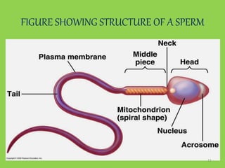 FIGURE SHOWING STRUCTURE OF A SPERM
11
 