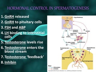 HORMONAL CONTROL IN SPERMATOGENESIS
1.GnRH released
2.GnRH to pituitary cells
3.FSH and ABP
4.LH binding to interstitial
cells
5.Testosterone levels rise
6.Testosterone enters the
blood stream
7.Testosterone ‘feedback’
8.Inhibin
12
 