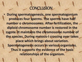 CONCLUSION
• During spermatogenesis, one spermatogonium
produces four sperms. The sperms have half
number o chromosomes. After fertilization, the
diploid chromosome number is restored in the
zygote. It maintains the chromosome number of
the species. During meiosis-I crossing over takes
place which brings about variation.
Spermatogenesis occurs in various organisms.
Thus it supports the evidence of the basic
relationships of the organism.
13
 
