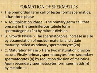 FORMATION OF SPERMATIDS
• The premordial germ cell of testes forms spermatids.
It has three phase
• A. Multiplication Phase :-The primary germ cell that
present in the seminiferous tubule form
spermatogonia (2n) by mitotic division .
• B. Growth Phase :- The spermatogonia increase in size
by accumulation of nuclear material and attain
maturity ,called as primary spermatocytes(2n).
• C. Maturation Phase :- Here two maturation division
occurs. Firstly, primary spermatocytes form secondary
spermatocytes (n) by reduction division of meiotic-I .
Again secondary spermatocytes form spermatids(n)
by meiotic –II . 5
 