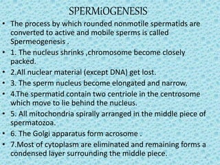 SPERMiOGENESIS
• The process by which rounded nonmotile spermatids are
converted to active and mobile sperms is called
Spermeogenesis .
• 1. The nucleus shrinks ,chromosome become closely
packed.
• 2.All nuclear material (except DNA) get lost.
• 3. The sperm nucleus become elongated and narrow.
• 4.The spermatid contain two centriole in the centrosome
which move to lie behind the nucleus.
• 5. All mitochondria spirally arranged in the middle piece of
spermatozoa.
• 6. The Golgi apparatus form acrosome .
• 7.Most of cytoplasm are eliminated and remaining forms a
condensed layer surrounding the middle piece. 6
 