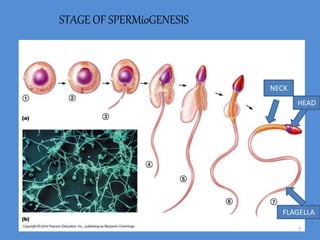 STAGE OF SPERMioGENESIS
NECK
HEAD
FLAGELLA
7
 