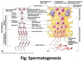 Fig: Spermatogenesis 8
 