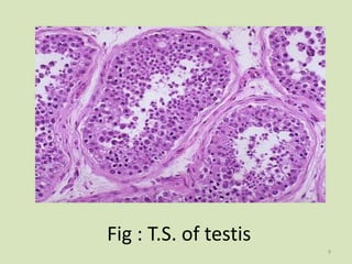 Fig : T.S. of testis
9
 