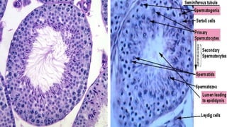 Spermatogenesis | PPT