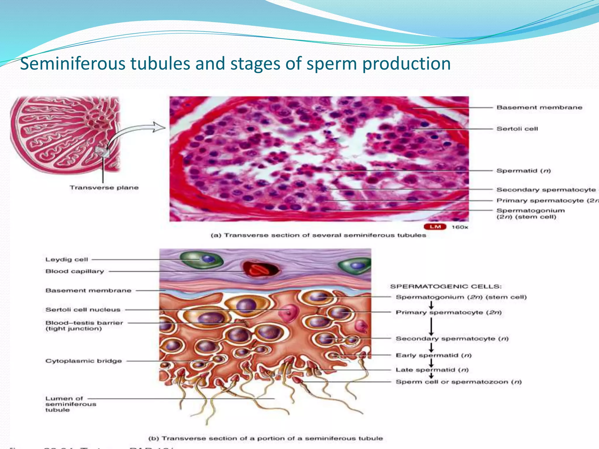 Sperm Cell Process Spermatogenesis (Male Reproductive System-2) | PPTX