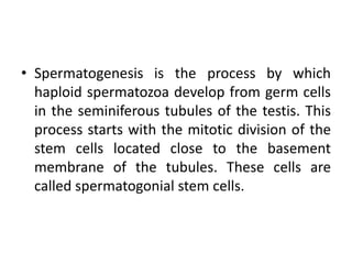 • Spermatogenesis is the process by which
haploid spermatozoa develop from germ cells
in the seminiferous tubules of the testis. This
process starts with the mitotic division of the
stem cells located close to the basement
membrane of the tubules. These cells are
called spermatogonial stem cells.
 