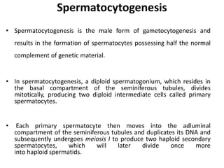 Spermatocytogenesis
• Spermatocytogenesis is the male form of gametocytogenesis and
results in the formation of spermatocytes possessing half the normal
complement of genetic material.
• In spermatocytogenesis, a diploid spermatogonium, which resides in
the basal compartment of the seminiferous tubules, divides
mitotically, producing two diploid intermediate cells called primary
spermatocytes.
• Each primary spermatocyte then moves into the adluminal
compartment of the seminiferous tubules and duplicates its DNA and
subsequently undergoes meiosis I to produce two haploid secondary
spermatocytes, which will later divide once more
into haploid spermatids.
 